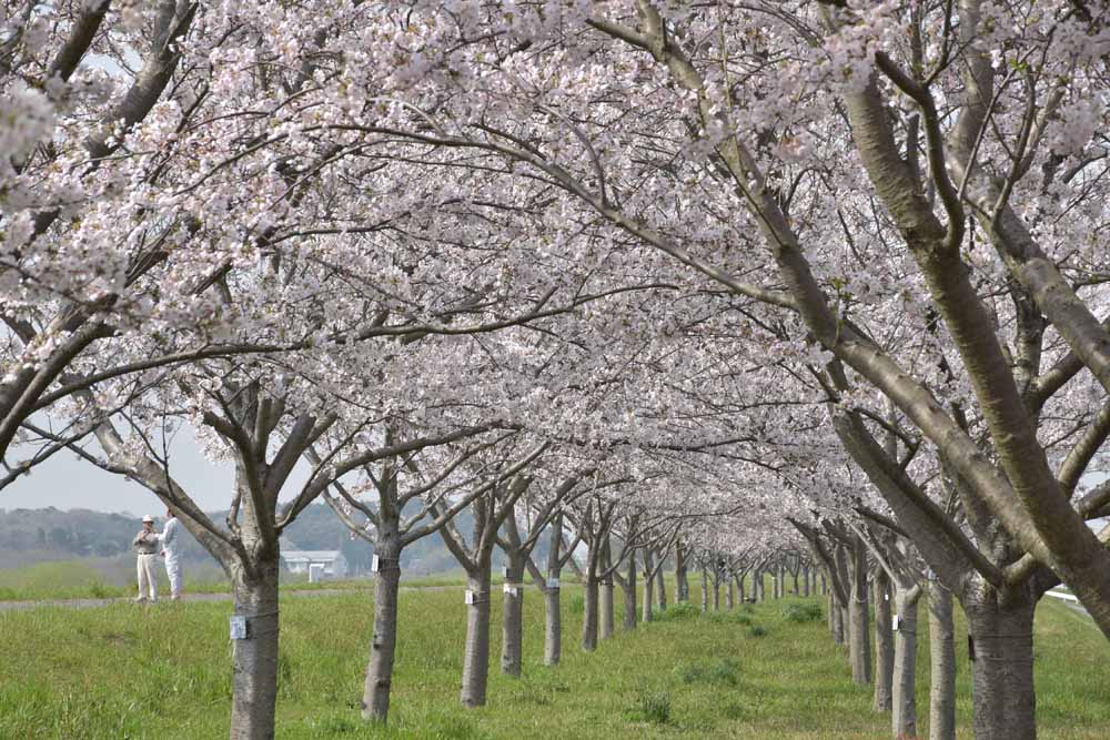 春には姿を見せる「桜のトンネル」＝利根町布川