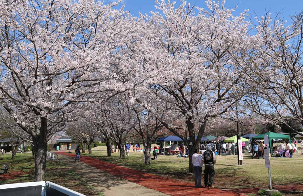 砂沼の東側にある桜の名所「観桜苑」。ソメイヨシノなど約５０種３５０本が花見客を誘う＝下妻市下妻丙
